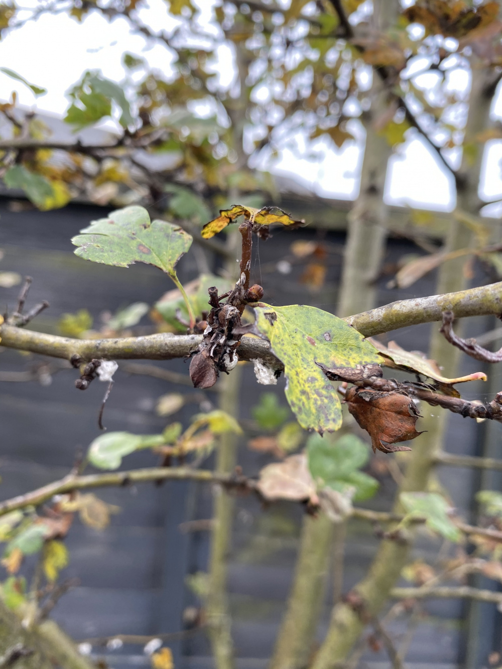 Hawthorn tree disease what is it? — BBC Gardeners' World Magazine