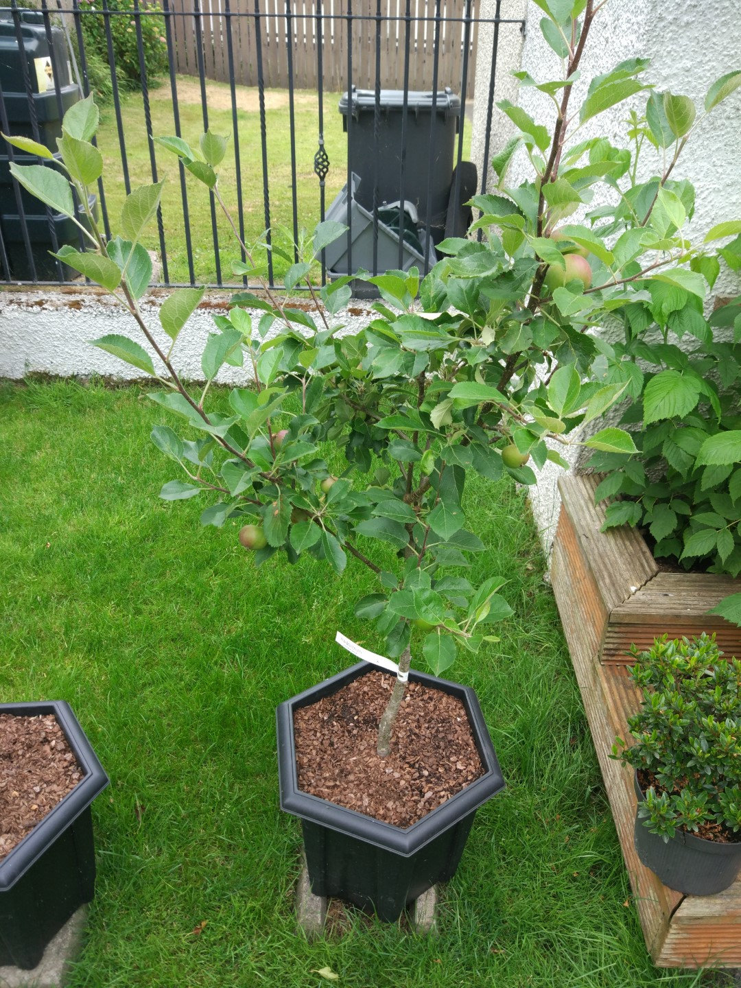 How to prune columnar apple trees — BBC Gardeners' World Magazine