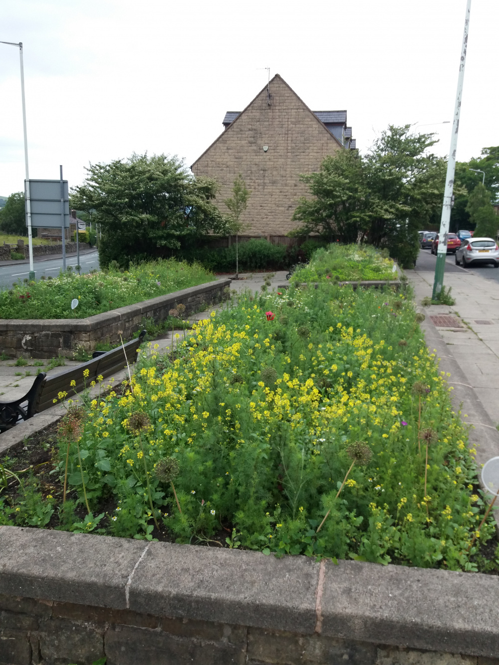 How to clean soil without damaging bulbs below — BBC Gardeners' World Magazine