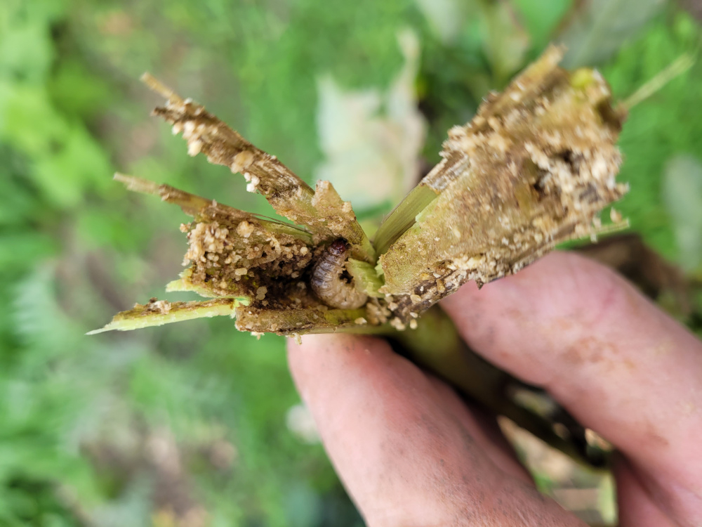 Something eating Dahlias... — BBC Gardeners' World Magazine