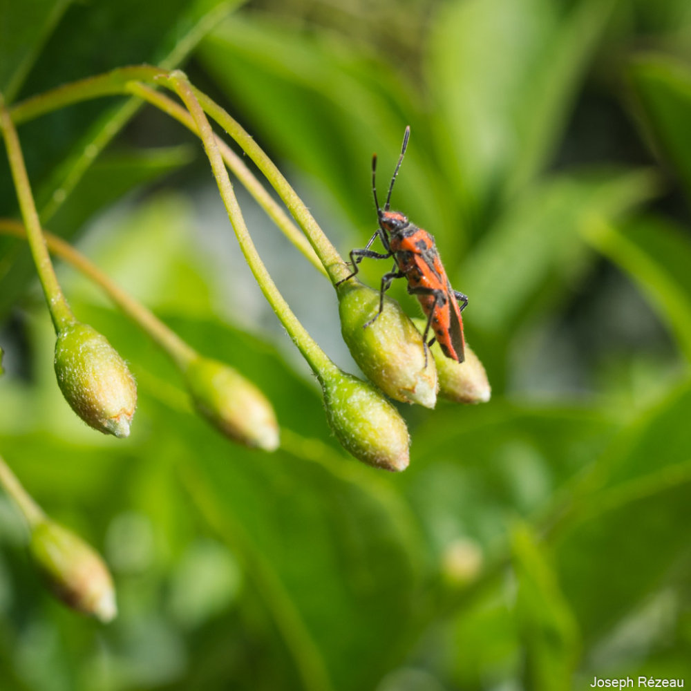 Insects of the day - Page 22 — BBC Gardeners' World Magazine