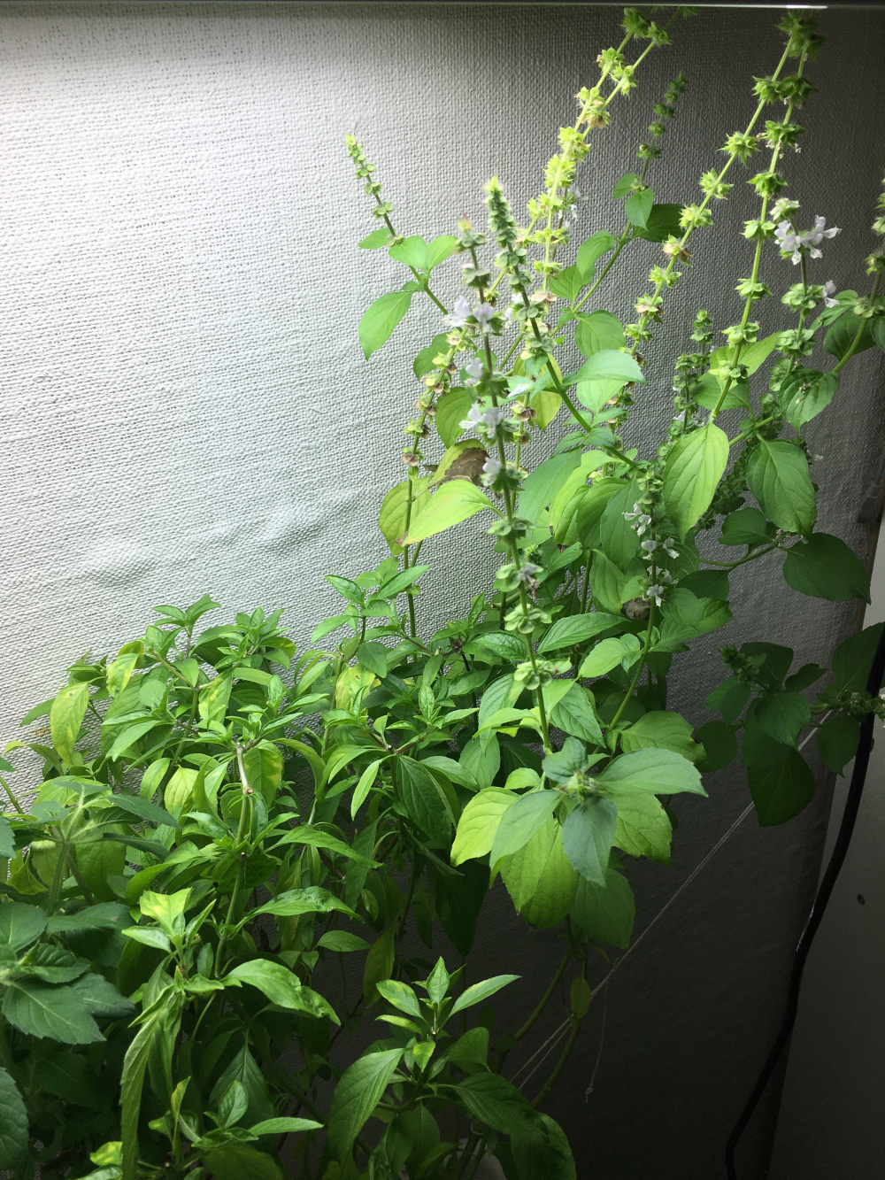 Some of the basil leaves is turning yellow, to much light? — BBC