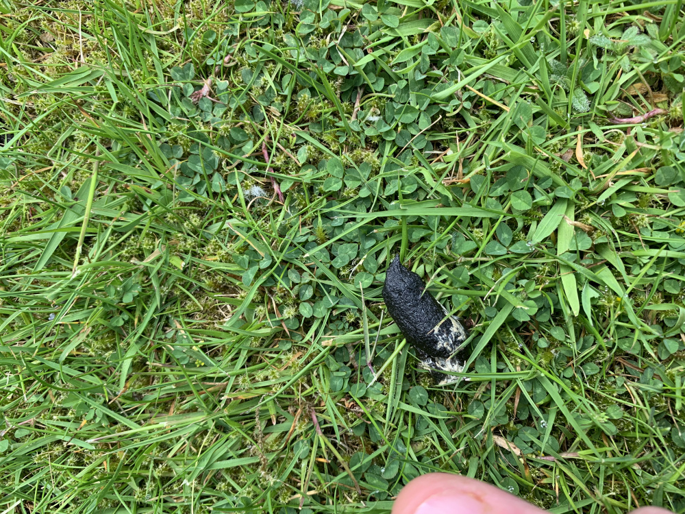 Which animal droppings? — BBC Gardeners' World Magazine