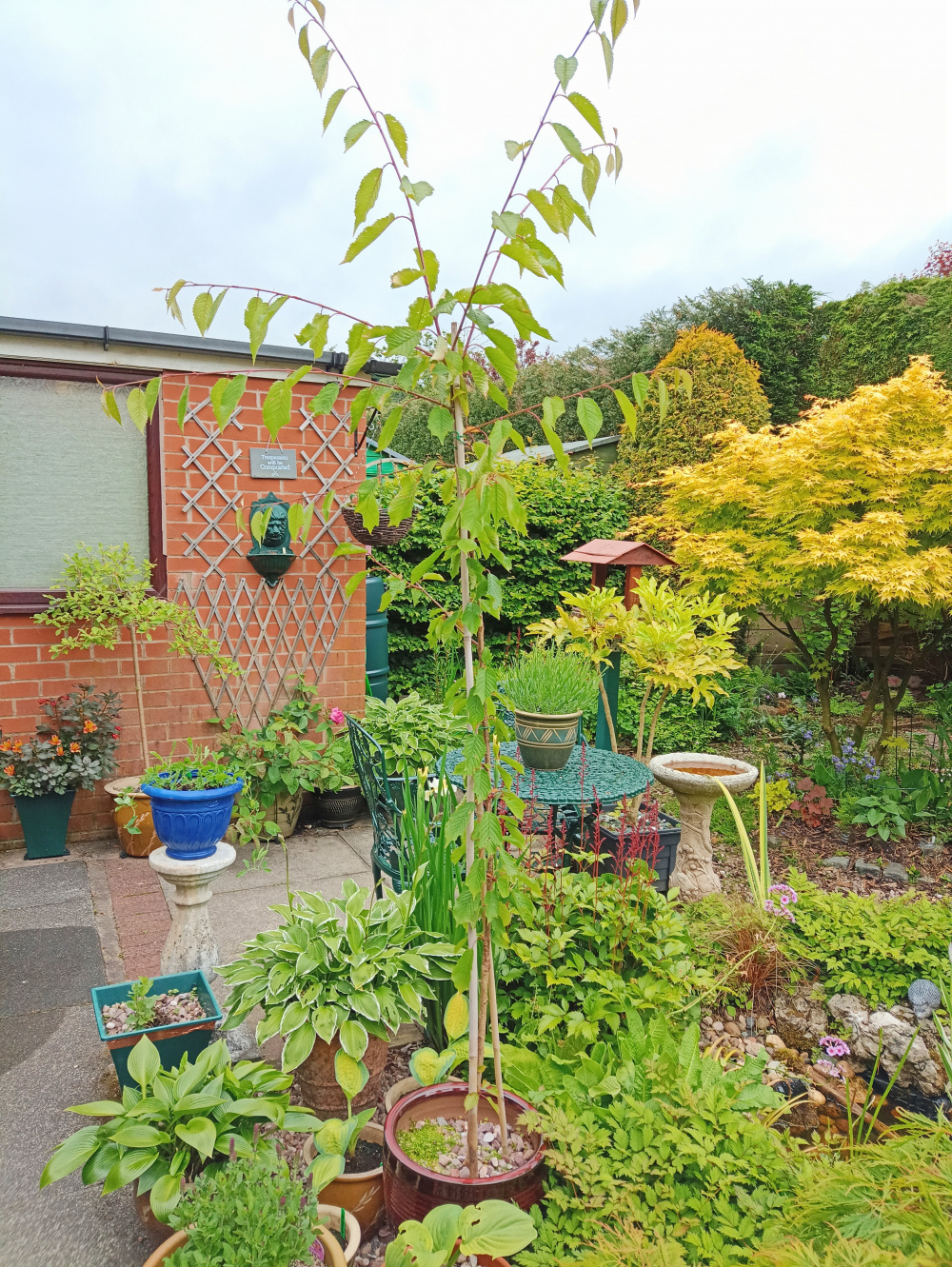 Pruning Stella patio cherry tree — BBC Gardeners' World Magazine