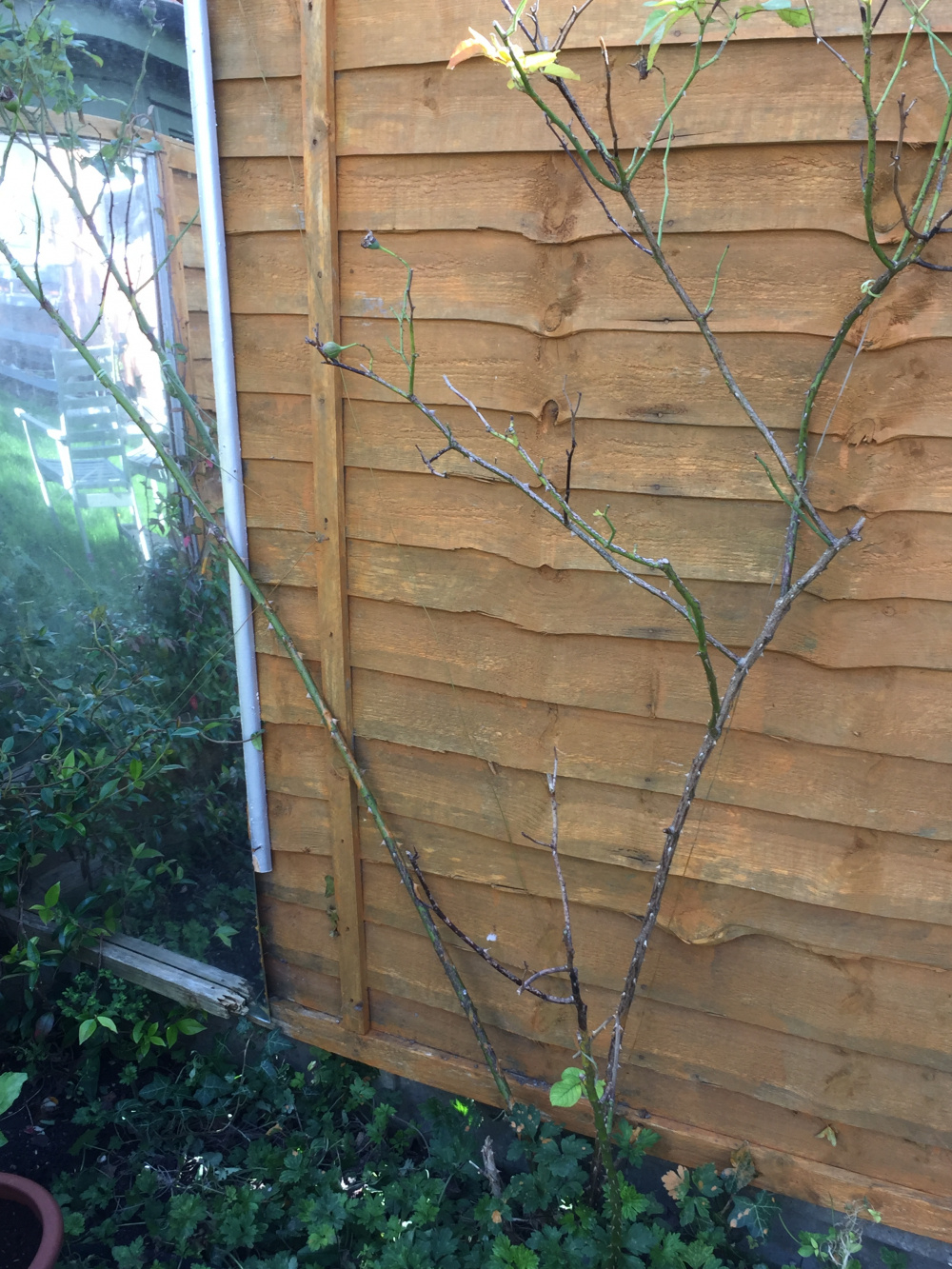 My creme de la creme climbing rose has gone very leggy. — BBC Gardeners