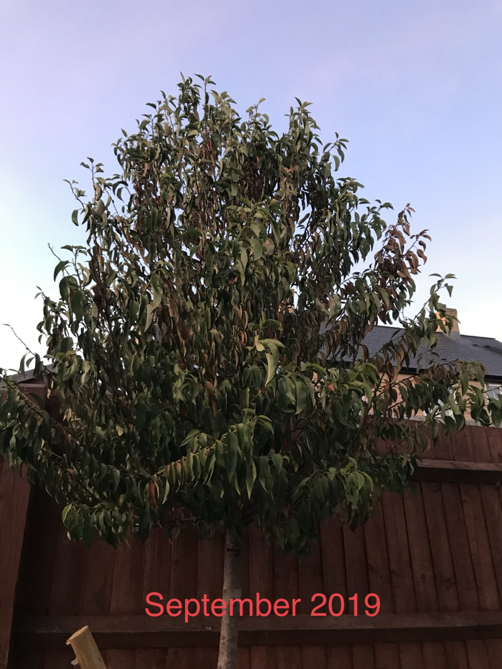Portuguese Laurel Trees Please Help!!!! — BBC Gardeners' World Magazine