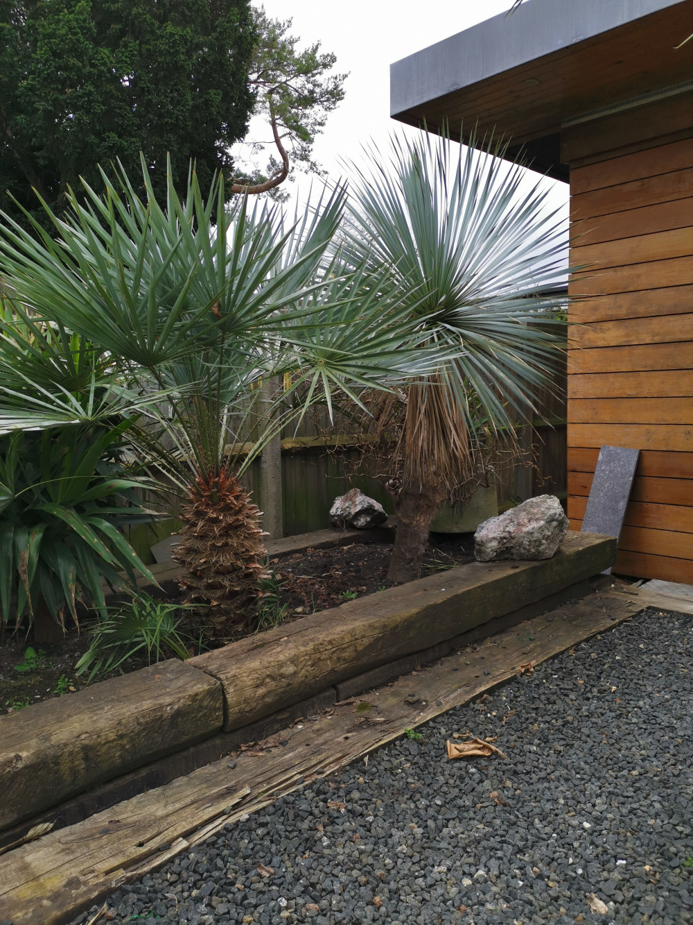 Digging up palm trees — BBC Gardeners' World Magazine