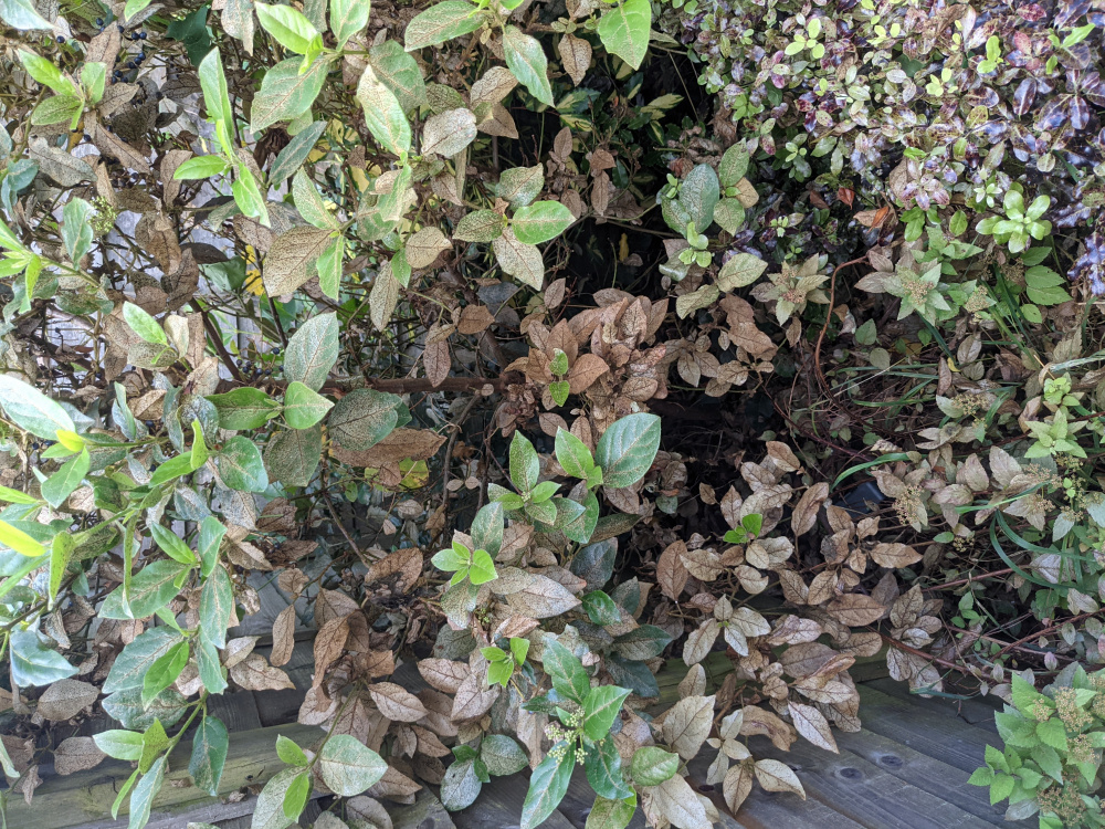 Viburnum seems to be dying... — BBC Gardeners' World Magazine