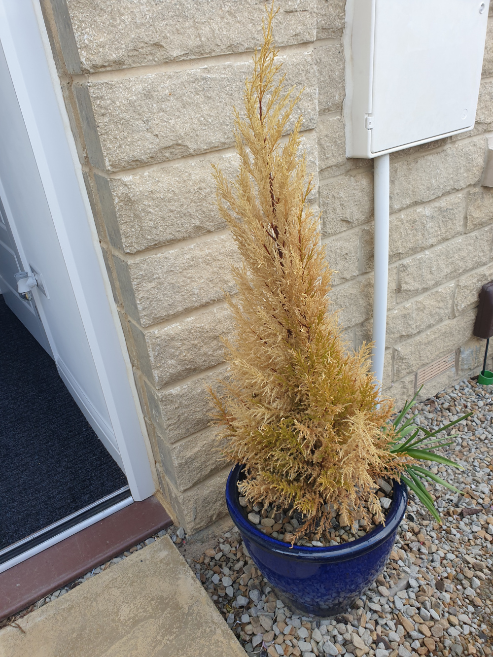 Are my conifers dying? — BBC Gardeners' World Magazine