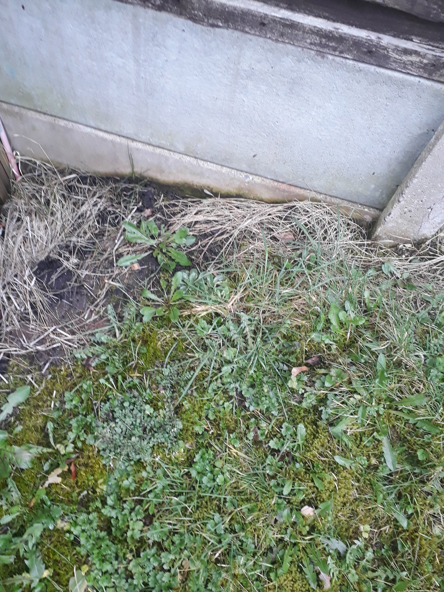 Plants for boggy/clay like soil — BBC Gardeners' World Magazine