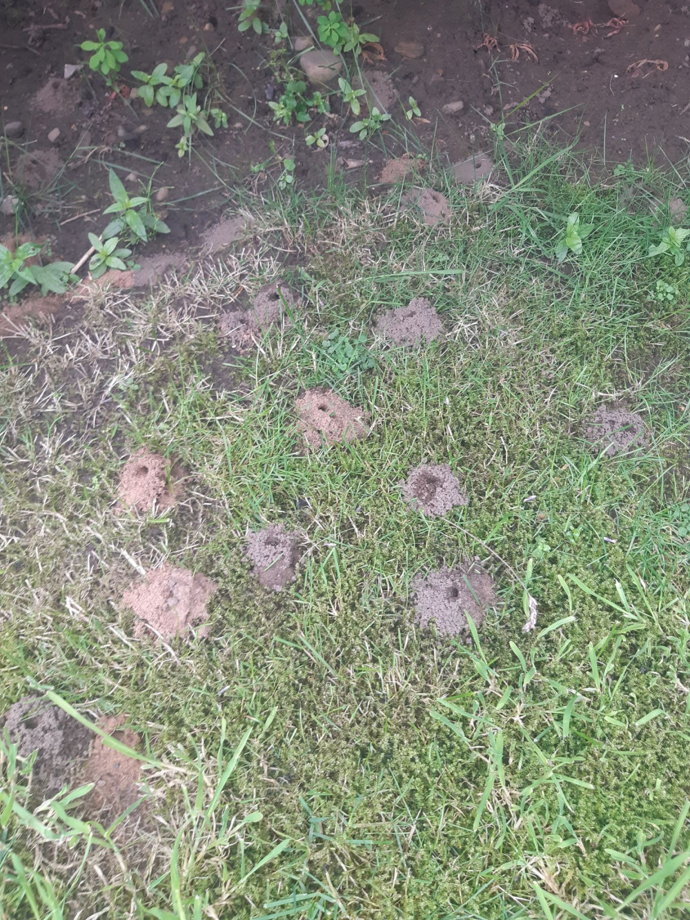 What are these holes in my garden? — BBC Gardeners' World Magazine