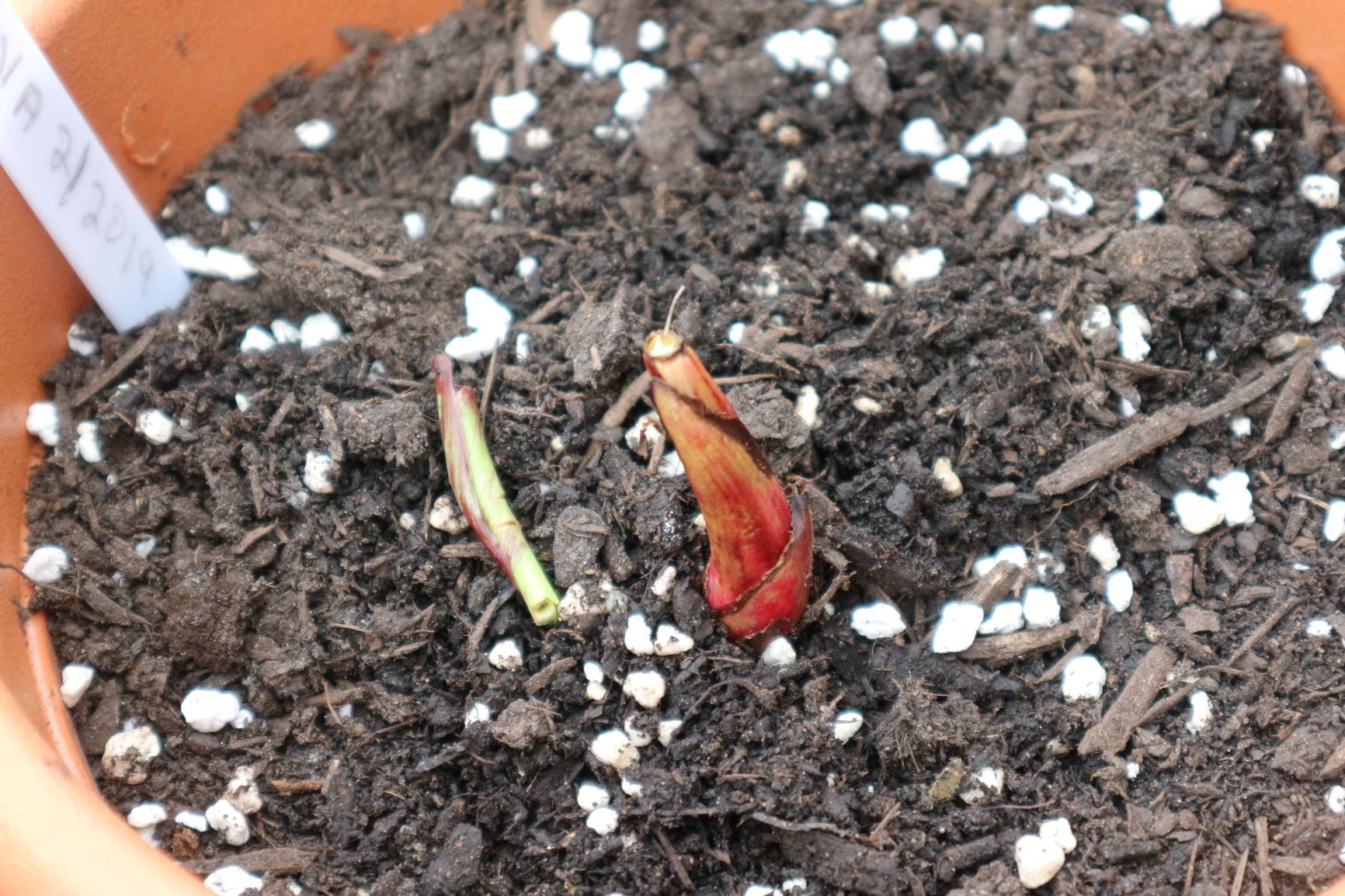 Help something is eating my plants — BBC Gardeners' World Magazine