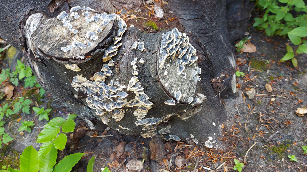 Fungus on Tree Stump — BBC Gardeners' World Magazine