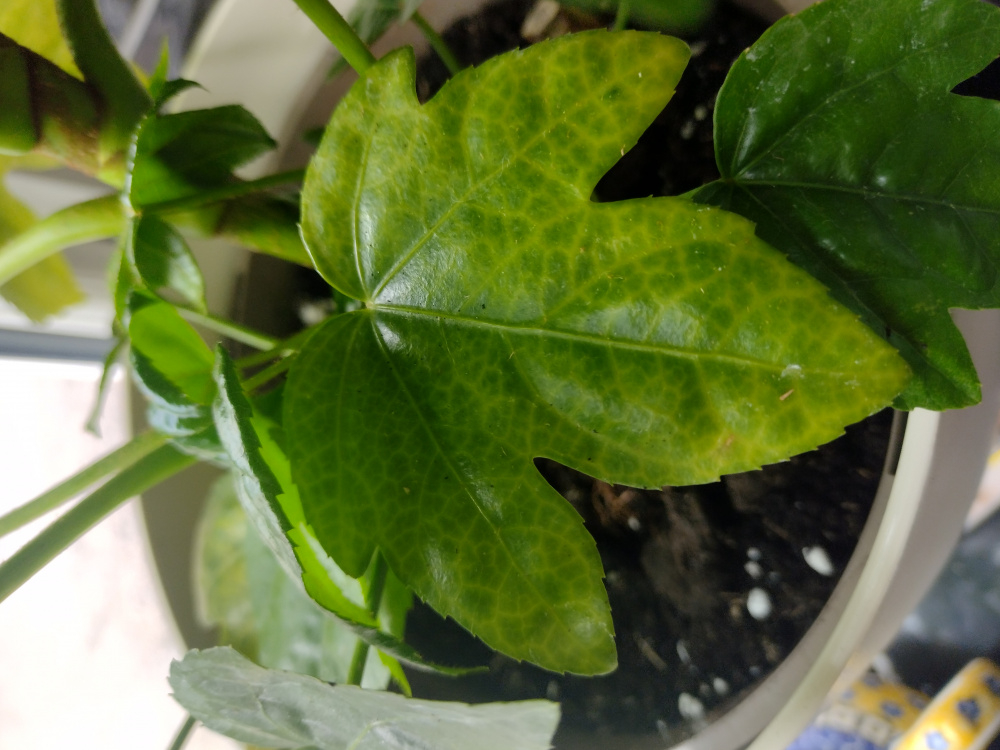 Why is are my indoor fatsia japonica leaves turning yellow? — BBC