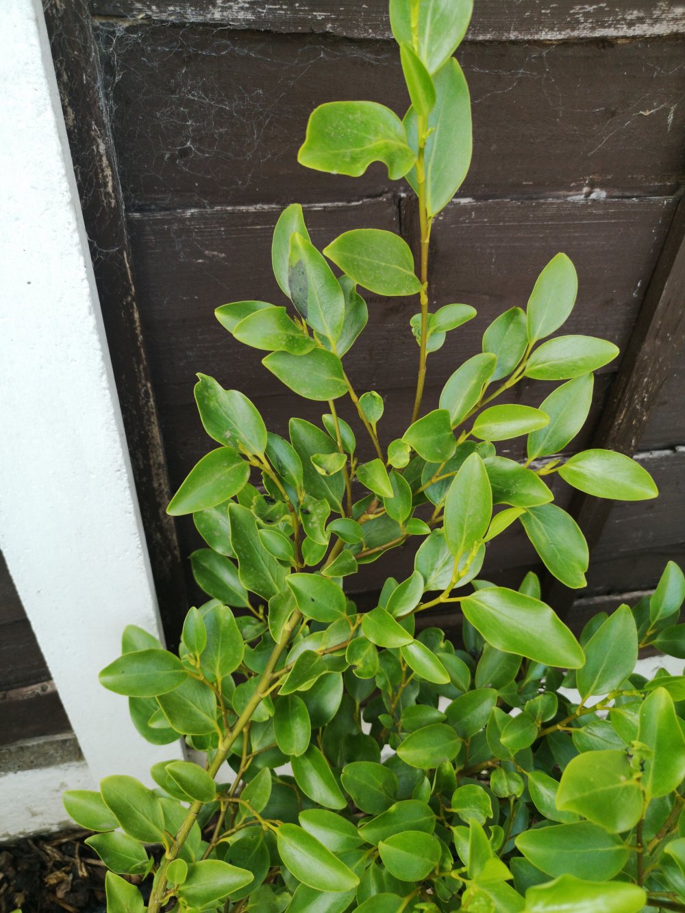 Griselinia Littoralis leaves turning black suddenly — BBC Gardeners