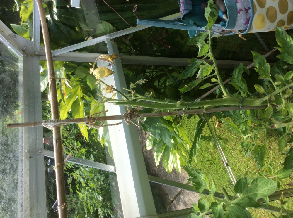 Details 84+ tomorite grow bags super hot in.cdgdbentre