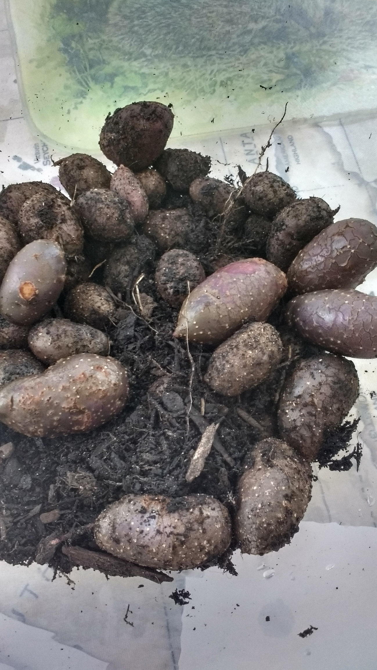 Potatoes swollen lenticels?? — BBC Gardeners' World Magazine