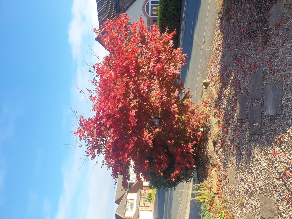 Cutting back an acer to prevent it too big — BBC Gardeners