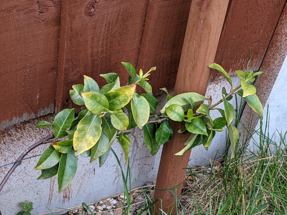 Yellowing Star Jasmine — BBC Gardeners' World Magazine