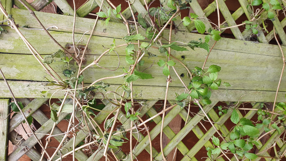 Clematis frost damage or dying? — BBC Gardeners' World Magazine