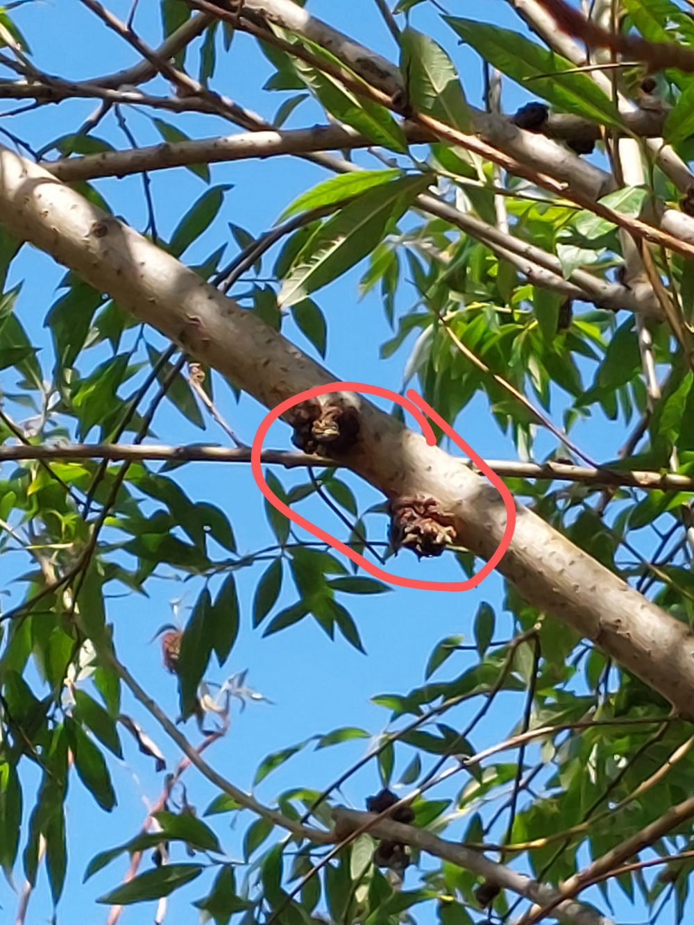 Lumps / growths on tree. Please can anyone identify these. — BBC