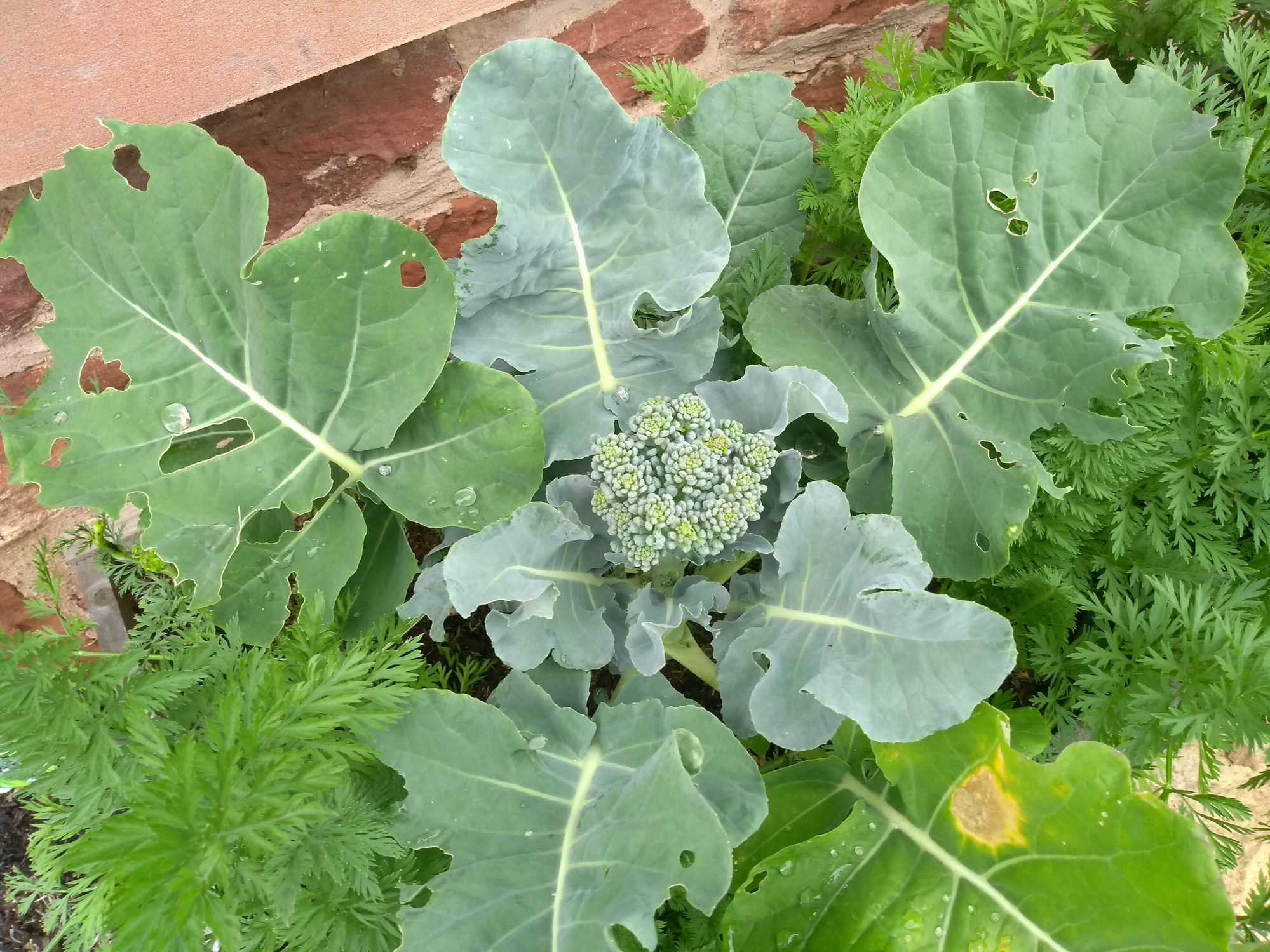 Broccoli &carrots flowering — BBC Gardeners' World Magazine