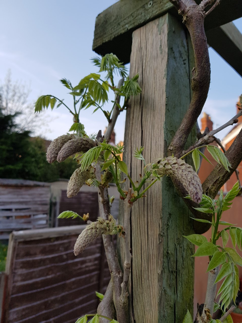 Is my wisteria dead? — BBC Gardeners' World Magazine