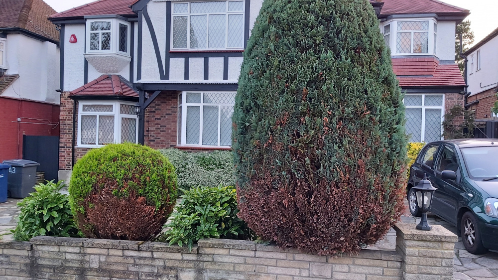 Are our conifers dying? — BBC Gardeners' World Magazine
