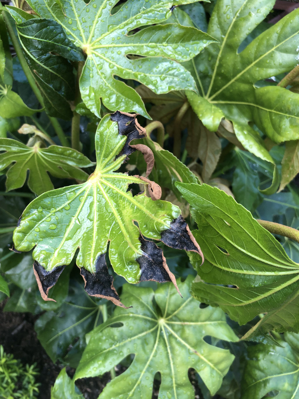 Fatsia japonica bbc gardeners world magazine