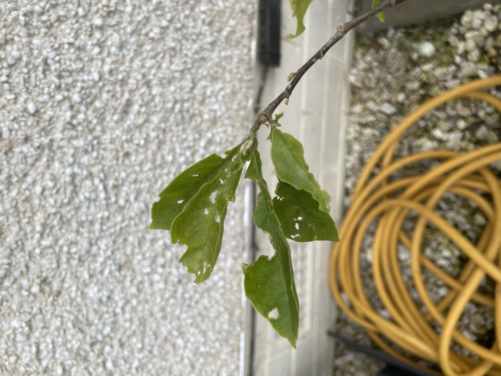 Whats eating my Magnolia? — BBC Gardeners' World Magazine