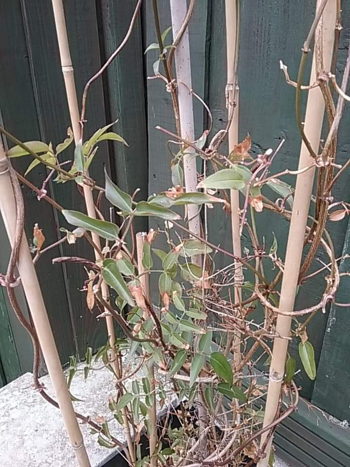 Established plants suddenly dying off Page 2 — BBC Gardeners' World