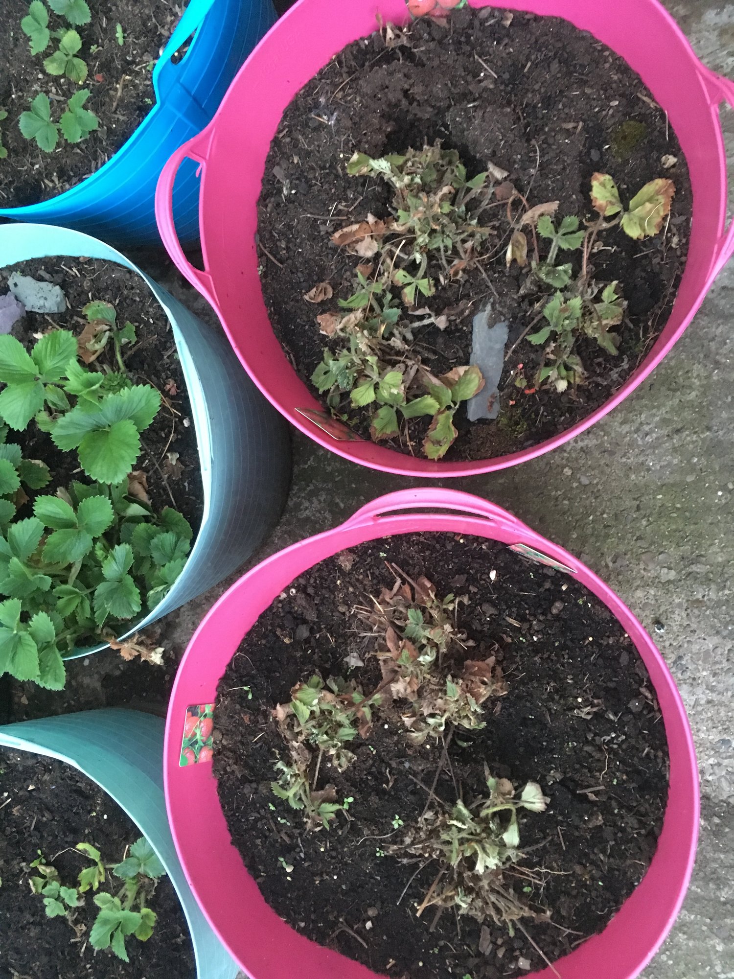 Last years strawberries dead, too many runners? — BBC Gardeners' World