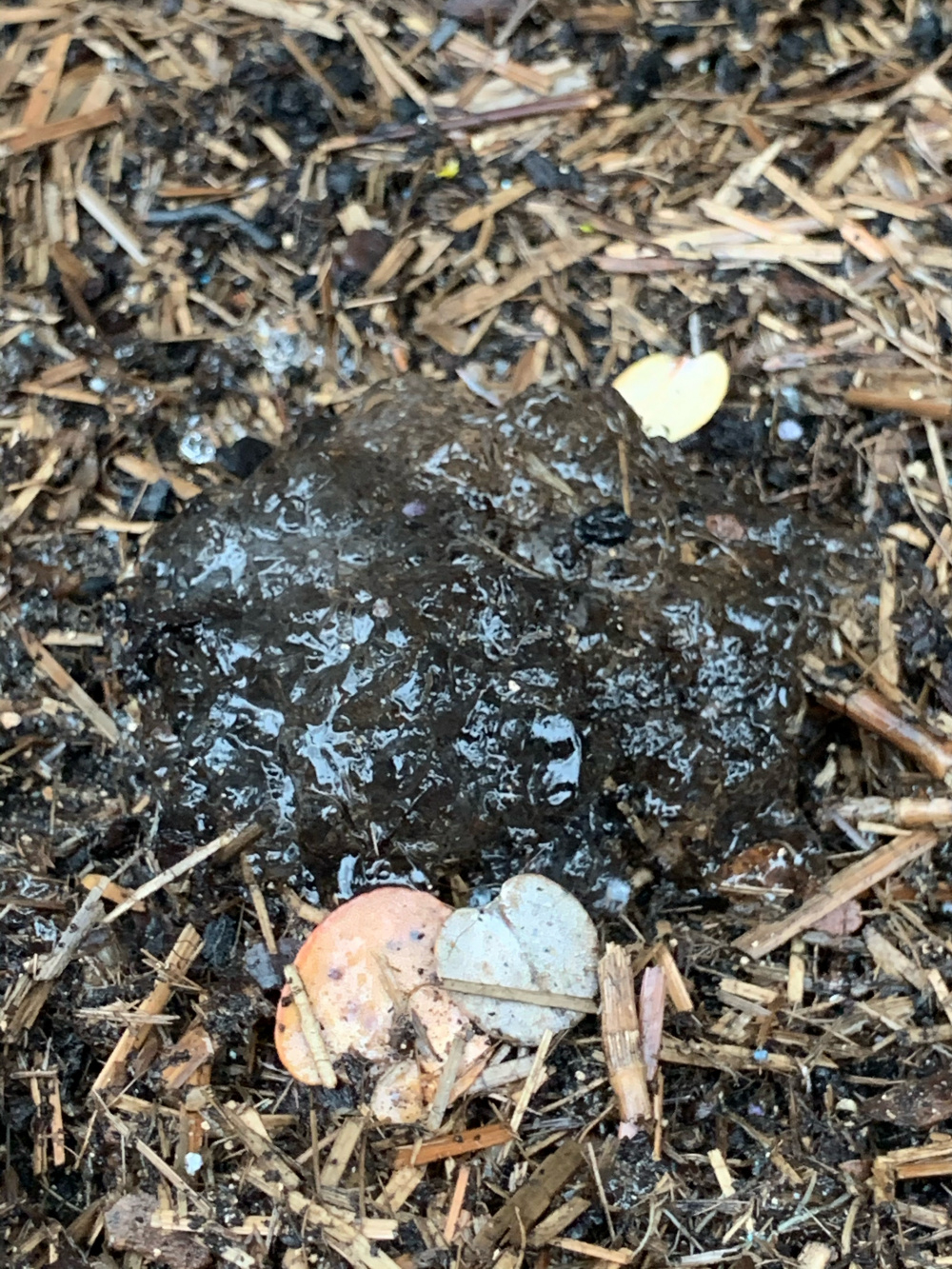 What is this strange slime in my garden? — BBC Gardeners' World Magazine
