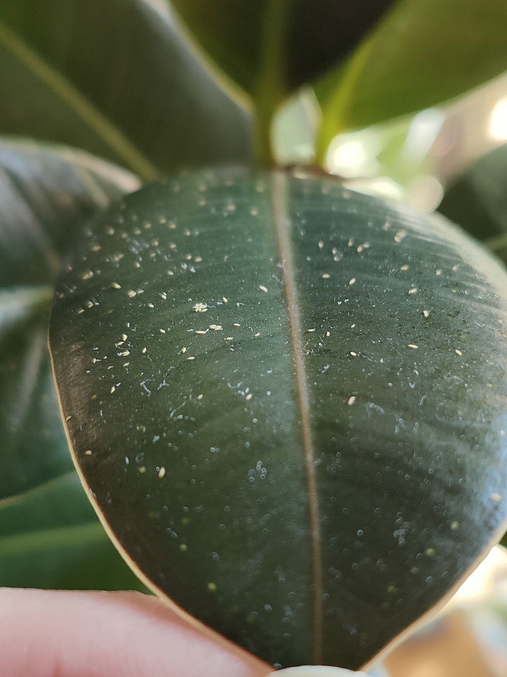 White things on my plants, what are they and how to treat? — BBC