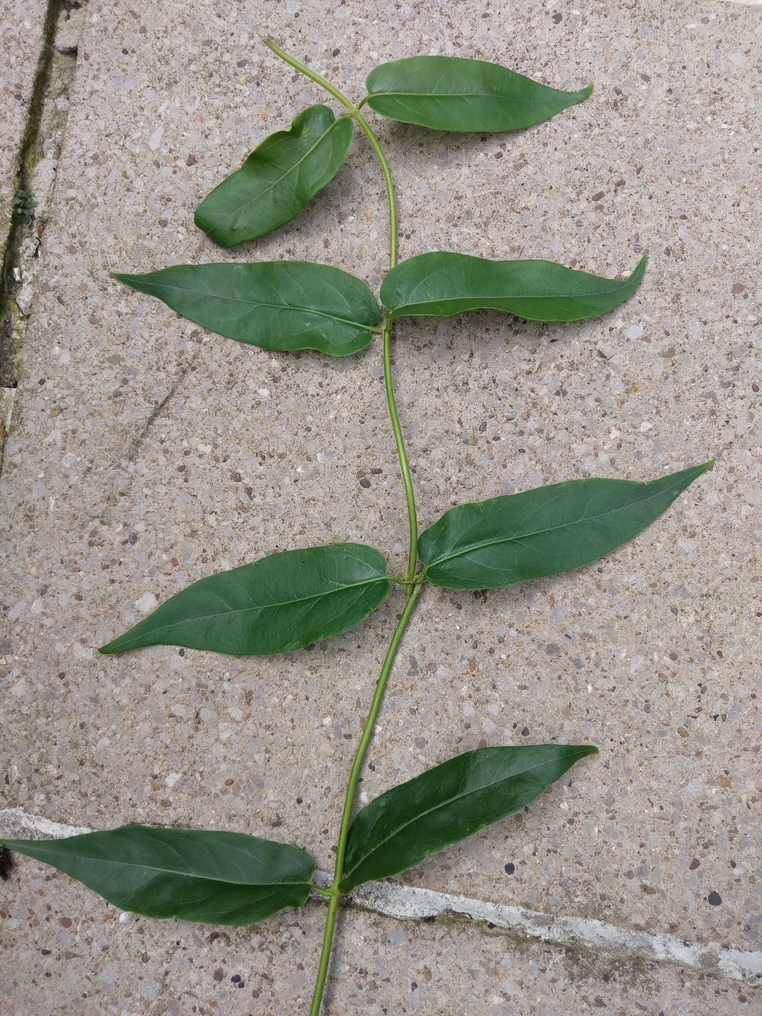 Invasive climbing weed — BBC Gardeners' World Magazine