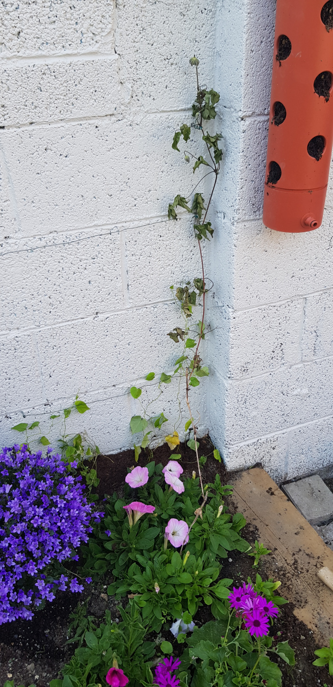 Why did my Clematis die?? — BBC Gardeners' World Magazine