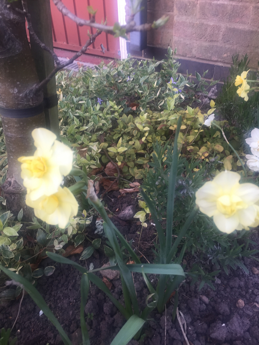 Daffodils that have come up!!!. — BBC Gardeners' World Magazine