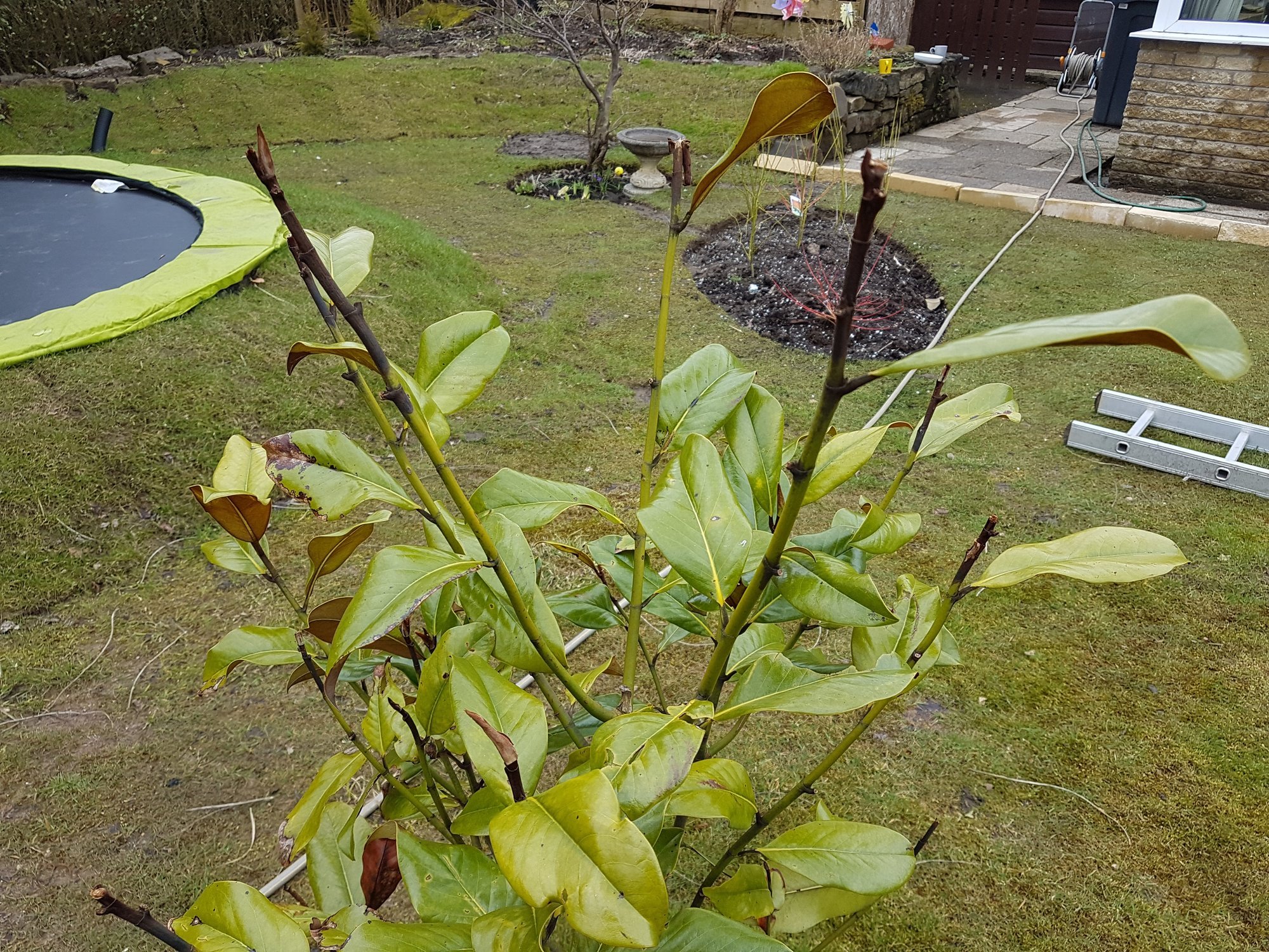 Help with frost damaged Magnolia? — BBC Gardeners' World Magazine