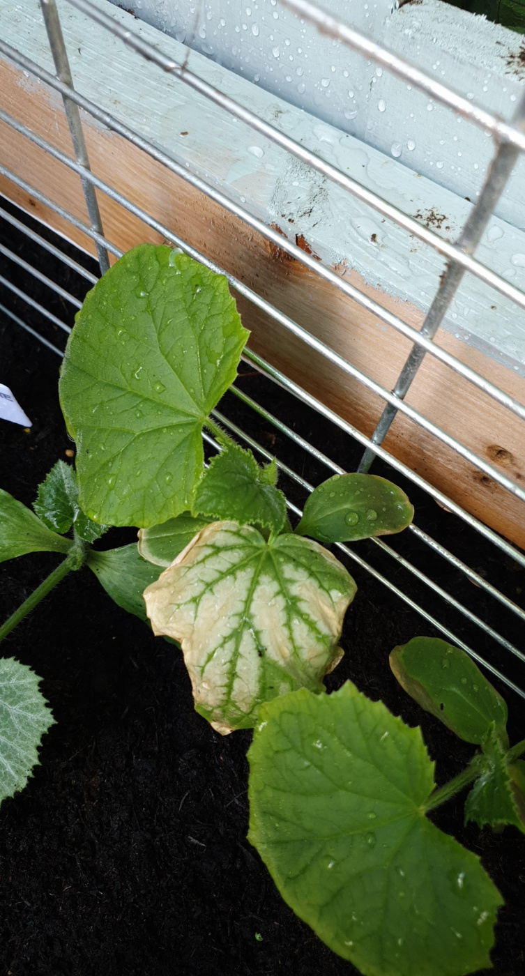 Cucumber/Courgette leaves turning white — BBC Gardeners' World Magazine