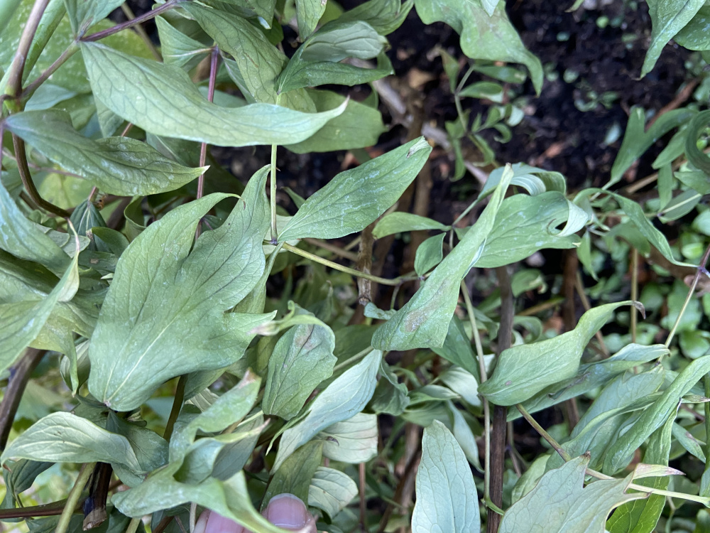 Has the tree peony died? — BBC Gardeners' World Magazine