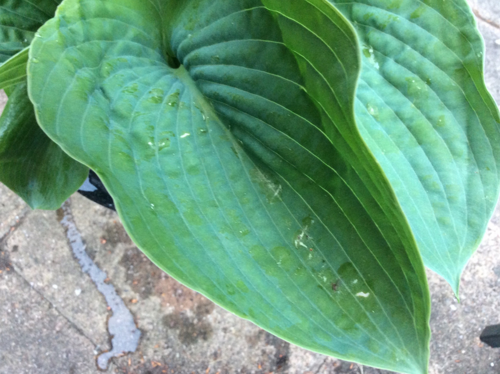 White spots on my Hosta leaves. — BBC Gardeners' World Magazine