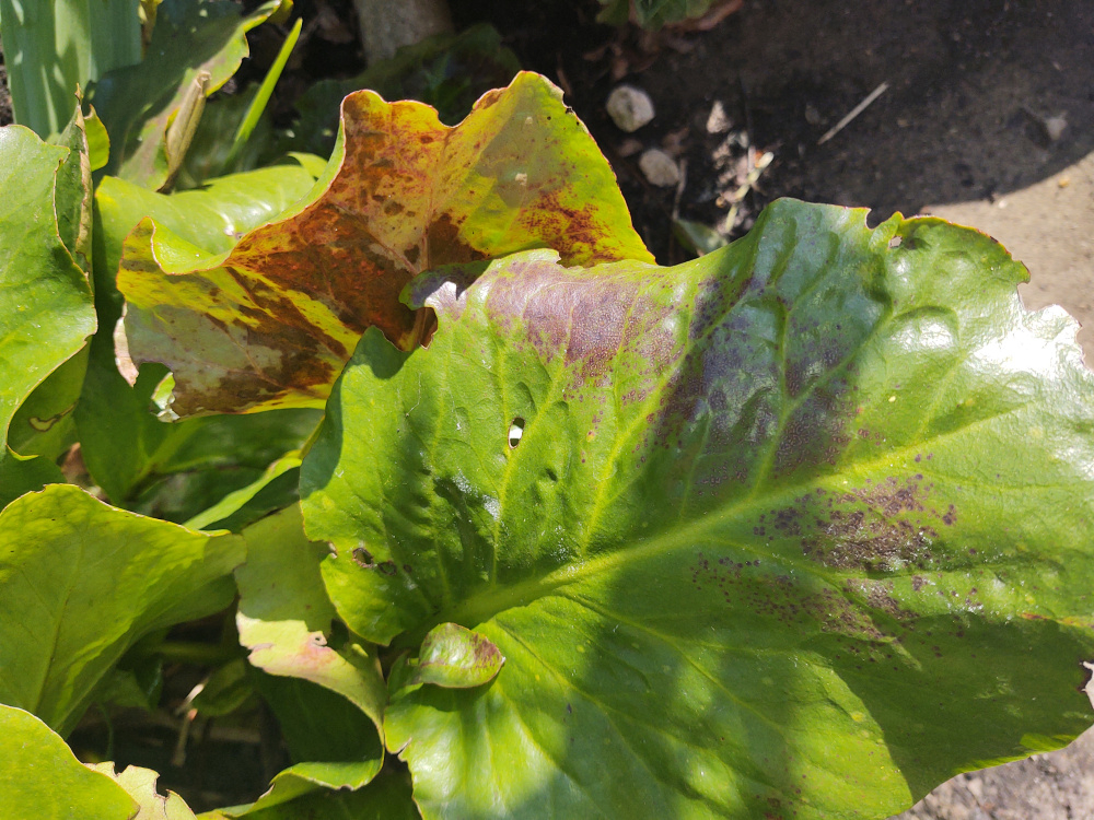 Are These Elephant Ears Ok Bbc Gardeners World Magazine