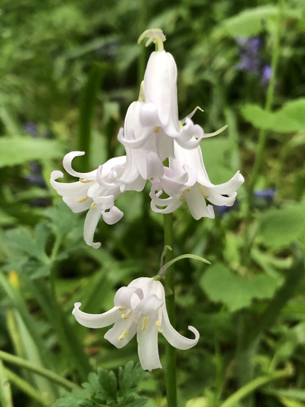 White bluebell — BBC Gardeners' World Magazine