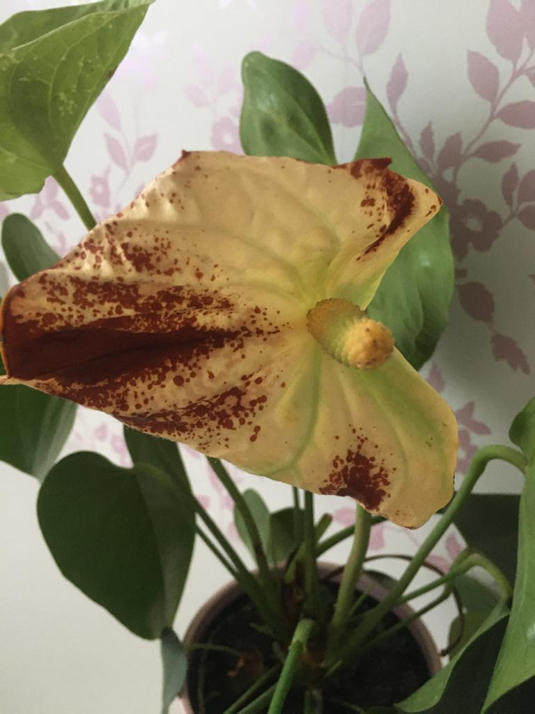 Flamingo plant problem — BBC Gardeners' World Magazine