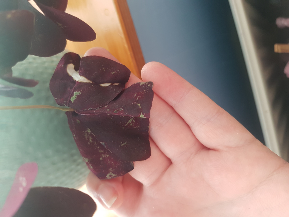 Oxalis dying? — BBC Gardeners' World Magazine