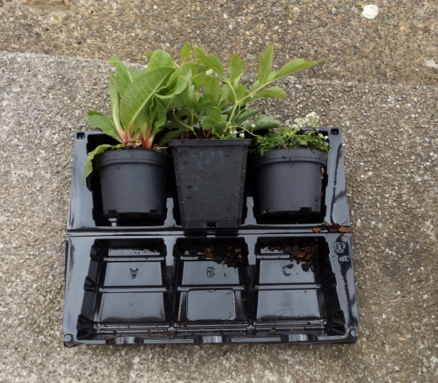 Sending or receiving plants through the post. Page 2 — BBC Gardeners