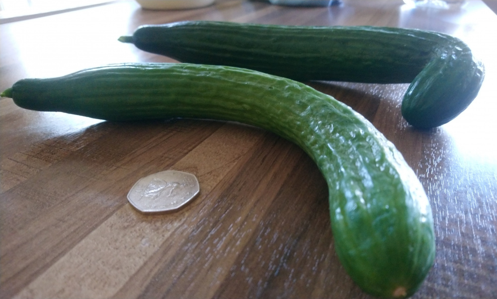 What variety of cucumber is this? — BBC Gardeners' World Magazine