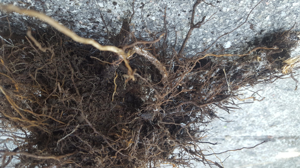 Rosemary dieback, help me save my plant! — BBC Gardeners' World Magazine