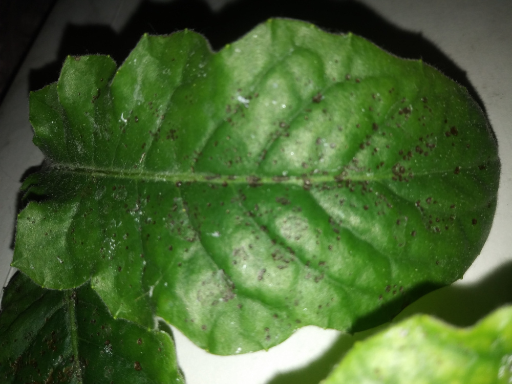 Small brown indented dots on Gerbera daisy leaves? — BBC Gardeners