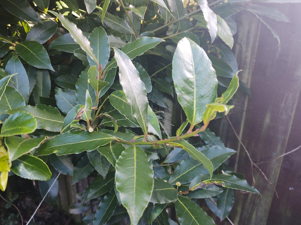 Are these Bay Leaves edible? — BBC Gardeners' World Magazine